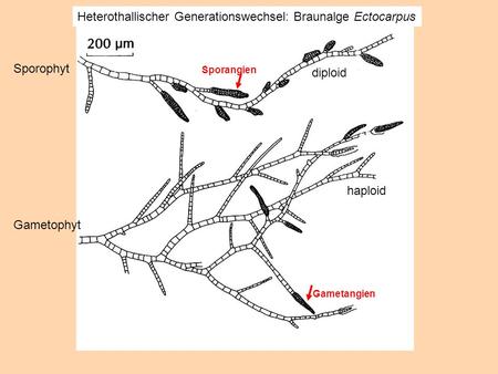 Heterothallischer Generationswechsel: Braunalge Ectocarpus