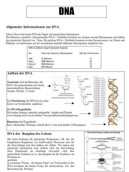 DNA Allgemeine Informationen zur DNA Aufbau der DNA