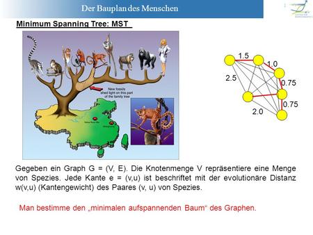 Minimum Spanning Tree: MST