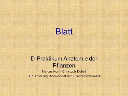 Blatt D-Praktikum Anatomie der Pflanzen Marcus Koch, Christoph Dobeš