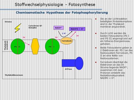 Chemiosmotische Hypothese der Fotophosphorylierung