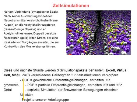 Zellsimulationen Nerven-Verbindung (synaptischer Spalt).