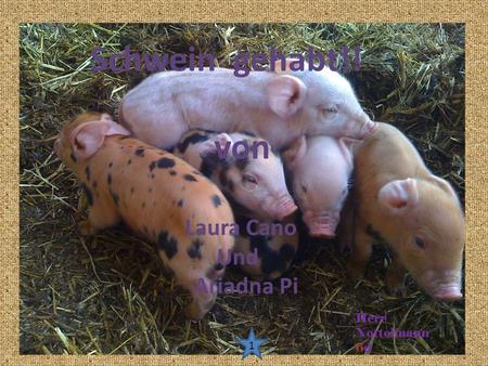 Schwein gehabt!! von Laura Cano Und Ariadna Pi Herr Nottelmann 6d 1.