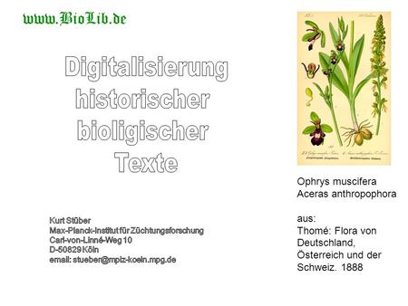 Digitalisierung historischer bioligischer Texte Ophrys muscifera