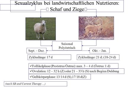 Sexualzyklus bei landwirtschaftlichen Nutztieren: Schaf und Ziege