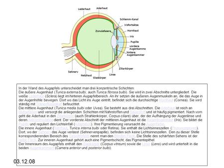 Die äußere Augenhaut (Tunica externa bulbi, auch Tunica fibrosa bulbi)