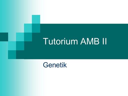 Tutorium AMB II Genetik. Taufliege – ein Modellorganismus Drosophila melanogaster 4 Chromosomenpaare (Weibchen: 3 Autosomenpaare + XX, Männchen: 3 A.