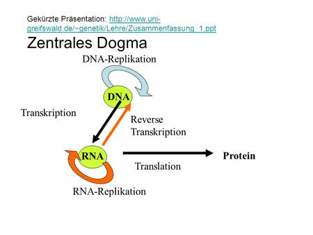 Zentrales Dogma DNA-Replikation DNA Transkription Reverse