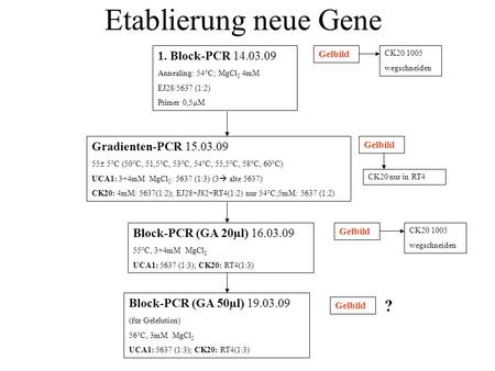 Etablierung neue Gene ? 1. Block-PCR Gradienten-PCR