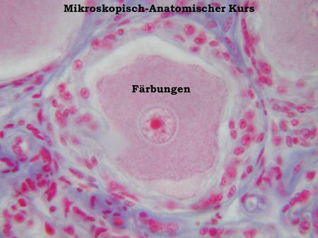 Mikroskopisch-Anatomischer Kurs
