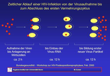 Zeitlicher Ablauf einer HIV-Infektion von der Virusaufnahme bis zum Abschluss des ersten Vermehrungszyklus Aufnahme der Viren	 bis Einbau der.
