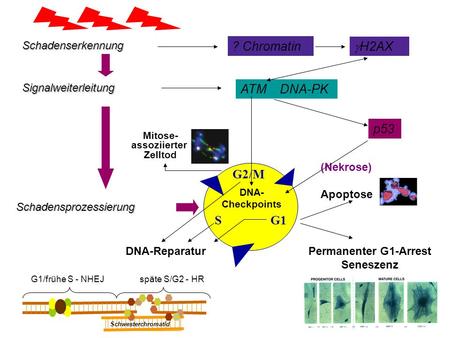 ? Chromatin H2AX ATM DNA-PK p53 G2/M S G1 Schadenserkennung