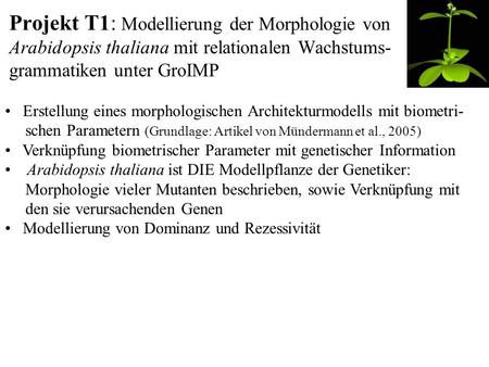 Projekt T1: Modellierung der Morphologie von Arabidopsis thaliana mit relationalen Wachstums- grammatiken unter GroIMP Erstellung eines morphologischen.