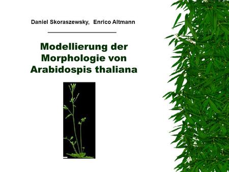 Modellierung der Morphologie von Arabidospis thaliana