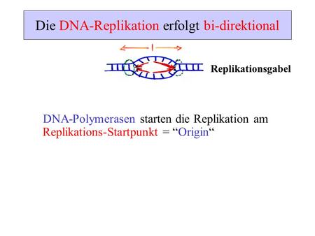 Die DNA-Replikation erfolgt bi-direktional