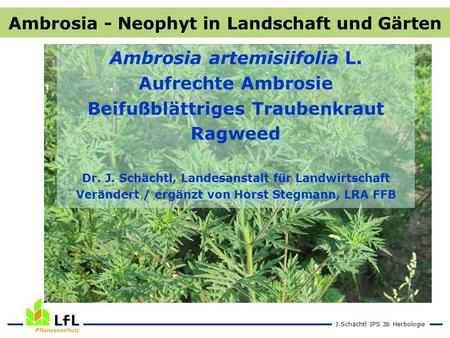 Ambrosia artemisiifolia L. Aufrechte Ambrosie