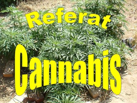 Referat Cannabis.