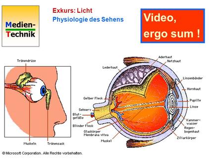 Exkurs: Licht Physiologie des Sehens Video, ergo sum !