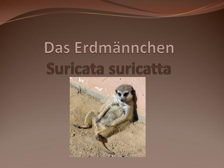 Das Erdmännchen Suricata suricatta