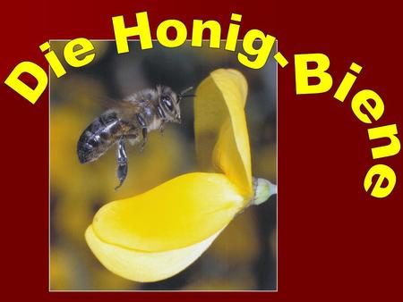 Die Honig- Biene.