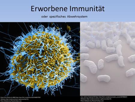 Erworbene Immunität oder spezifisches Abwehrsystem.