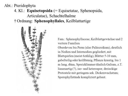    Abt.: Pteridophyta 	4. Kl.: 	Equisetopsida (= Equisetatae, Sphenopsida, 		Articulatae), Schachtelhalme 	† Ordnung: Sphenophyllales, Keilblattartige.
