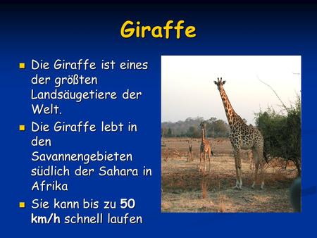 Giraffe Die Giraffe ist eines der größten Landsäugetiere der Welt. Die Giraffe ist eines der größten Landsäugetiere der Welt. Die Giraffe lebt in den Savannengebieten.