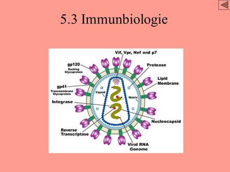 5.3 Immunbiologie.