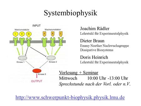 Systembiophysik Joachim Rädler Lehrstuhl für Experimentalphysik Dieter Braun Emmy Noether Nachwuchsgruppe Dissipative Biosystems Doris Heinrich Lehrstuhl.