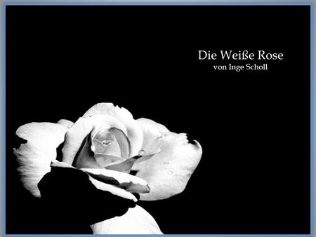 Die Weiße Rose von Inge Scholl.