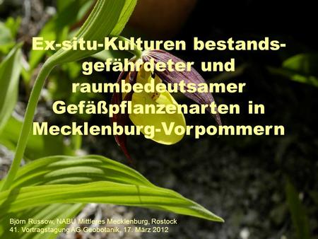 Ex-situ-Kulturen bestands-gefährdeter und raumbedeutsamer Gefäßpflanzenarten in Mecklenburg-Vorpommern Björn Russow, NABU Mittleres Mecklenburg, Rostock.