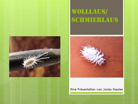 Wolllaus/ Schmierlaus