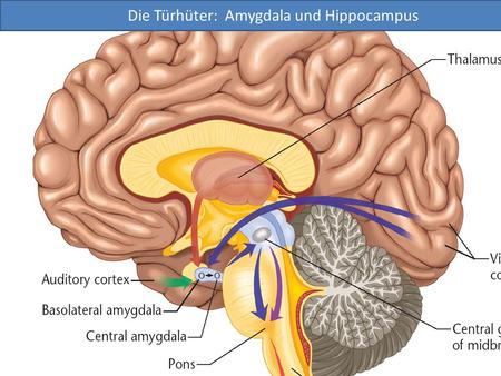 Die Türhüter: Amygdala und Hippocampus