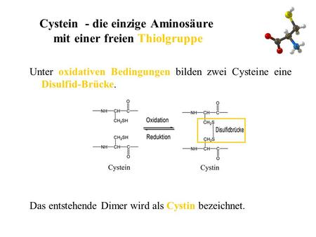 Cystein - die einzige Aminosäure mit einer freien Thiolgruppe