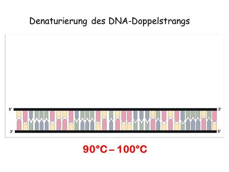 Denaturierung des DNA-Doppelstrangs
