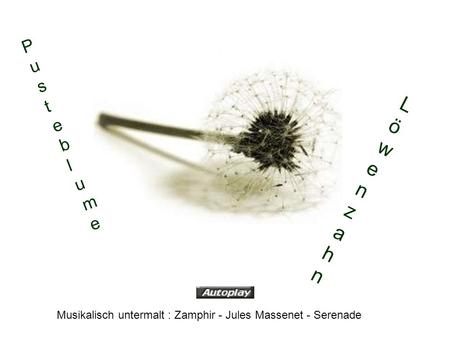 Pusteblume Löwenzahn Musikalisch untermalt : Zamphir - Jules Massenet - Serenade.