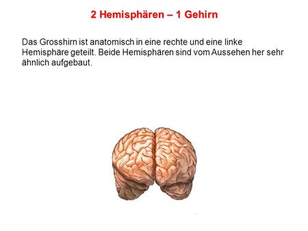2 Hemisphären – 1 Gehirn Das Grosshirn ist anatomisch in eine rechte und eine linke Hemisphäre geteilt. Beide Hemisphären sind vom Aussehen her sehr ähnlich.