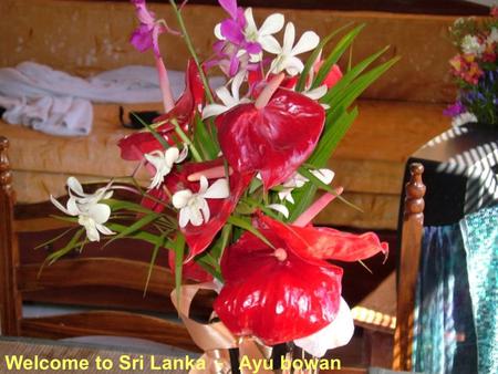 Welcome to Sri Lanka - Ayu bowan. Wie konnten wir helfen? Im März und Dezember 2005 haben wir mit BBV-Mitarbeiter - Spendengeldern diese Projekte abgeschlossen: