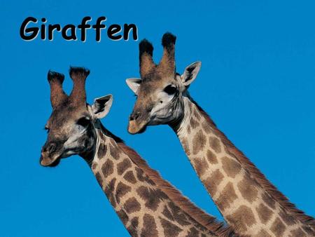 Giraffen.