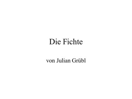 Die Fichte von Julian Grübl.