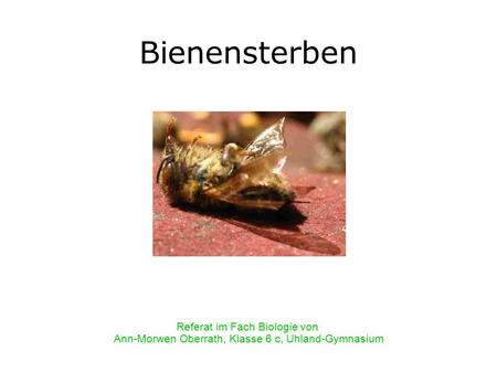 Bienensterben Referat im Fach Biologie von Ann-Morwen Oberrath, Klasse 6 c, Uhland-Gymnasium.