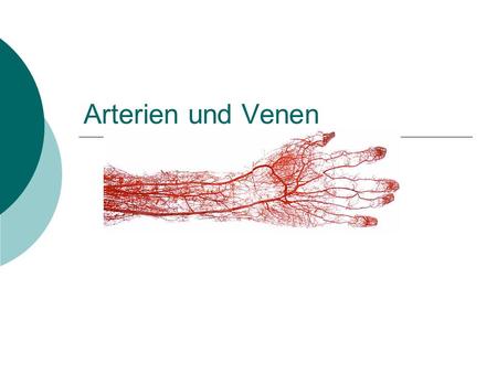 Arterien und Venen                       .