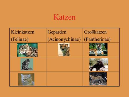 Katzen Kleinkatzen (Felinae) Geparden (Acinonychinae) Großkatzen