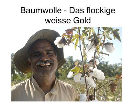Baumwolle - Das flockige weisse Gold