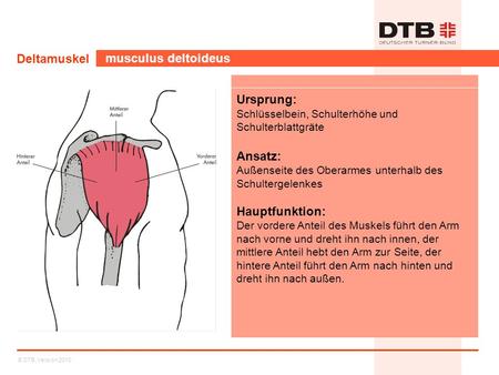 Deltamuskel musculus deltoideus Ursprung: Ansatz: Hauptfunktion: