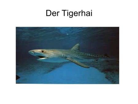 Der Tigerhai.
