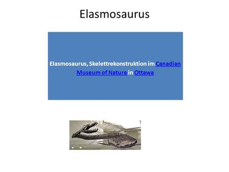 Elasmosaurus Elasmosaurus, Skelettrekonstruktion im Canadian Museum of Nature in Ottawa.