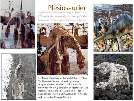 Plesiosaurier Allgemeines : Plesiosaurier sind Paddelsaurier.