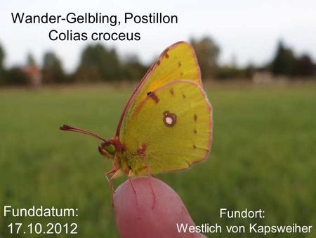 Wander-Gelbling, Postillon Colias croceus Funddatum: 17.10.2012 Fundort: Westlich von Kapsweiher.