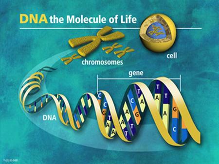 DNA als Erbsubstanz DNA (Desoxyribonukleinsäure)